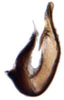 Aedeagus, lateral view: !! display not done !! on Icaia Linnavuori, 1973: Icaia laoroya, aedeagus, laterally (INHS). (Observation).
