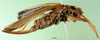 CollectionObject 1500153; dd206c98-bcef-4cf6-a4a8-2c800c374907: female, lateral view (holotype). (CollectionObject).