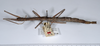 CollectionObject 1558642; c1bcd070-c49e-4191-a165-1bd619e36e0b: copyright ANSP. female, lateral view (holotype). (CollectionObject).