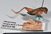 CollectionObject 1517654; 96e9d543-d53d-45fb-b35a-dba889a73783: copyright Natural History Museum, London. male, lateral view (syntype of Gryllus septentrionalis). (CollectionObject).;CollectionObject 1517655; 26727f0d-4758-4d06-9a5a-bfbca50561be: copyright Natural History Museum, London. male, lateral view (syntype of Gryllus septentrionalis). (CollectionObject).