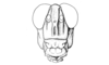 Propedies microsanguineus Cigliano & Lange, 1998: Fig. 1C. Head, male (frontal view). (Otu).