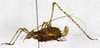 CollectionObject 1479646; cbt073s02, d9f7c4ea-576f-48d1-988c-8f7e0faf6c15: 2009. female, lateral view. (CollectionObject).