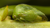 Live specimen: !! display not done !! on Atymna castaneae (Fitch, 1851): (Observation).