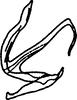 Aedeagus, lateral view on Anufrievia badjawae Dworakowska, 1976: (Observation).