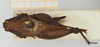 CollectionObject 1476888; 0ff19259-eb0b-48c5-b5c1-56af261204bb, NHMUK10924421: female, dorsal view (holotype). (CollectionObject).