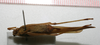CollectionObject 1530922; NTUC 614, 2ffb84bf-87fd-4ac6-8d5c-d378782476b6: copyright NTUC. female, ventral view (holotype). (CollectionObject).
