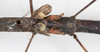 CollectionObject 1561275; NMW 213, 6e8ae930-ea1a-495f-b96e-d59685dcaf13: copyright NMW, Vienna. female wings (holotype). (CollectionObject).