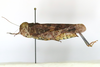 CollectionObject 1591833; 7b667a59-01e9-46a1-a571-803a0703c176: female, lateral view (paratype). (CollectionObject).