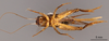 CollectionObject 2804368; d91e3c29-48fa-40a5-ad94-9b5fd33698e7, FCE- GY 80, occurrenceID:- GY 80: (CollectionObject).