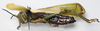 CollectionObject 1501053; be7baf93-ffb1-4584-b3bf-c00196af1936, DORSA BAphytolivHTF: female, lateral view (holotype). (CollectionObject).