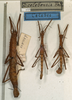 CollectionObject 1558447; NMW 733, 7ad6f6a9-db2e-4c26-9ae4-66a135aed0e9: copyright NMW, Vienna. female (lectotype) & male (plt's). (CollectionObject).