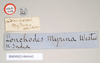 CollectionObject 1559498; NHMUK(SF IMPORT DUPLICATE) 844642, a9dbb676-98a6-42f3-b554-fd16bcfa4c1d: copyright Natural History Museum, London. male, data labels (holotype). (CollectionObject).