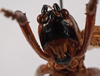 CollectionObject 1534558; c9c7c5c3-327d-4c61-b3f1-922901f78495: female face (holotype). (CollectionObject).