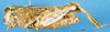 CollectionObject 1537526; b3cb5c1b-b2a9-4675-bca7-377b6ebe639a: female, lateral view (syntype of Karasicola ortendahli). (CollectionObject).