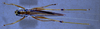CollectionObject 1541573; b0115793-3b9b-49cd-9b6d-54d66f13f718: female, dorsal view. (CollectionObject).