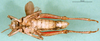 CollectionObject 1502031; 5b41407f-26f8-4dee-acca-a9b1492c590a: male, ventral view (paratype). (CollectionObject).