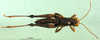 CollectionObject 1501277; cbc673ab-51ef-4bd0-903f-22c90b8675fb: male, dorsal view (syntype). (CollectionObject).