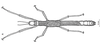 Megacrania tsudai Shiraki, 1933: after Wu et al 2020. male. (Otu).