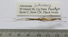 CollectionObject 1563745; 97054330-30aa-4406-979d-03c591b15d1b: copyright FRIM. male (paratype). (CollectionObject).