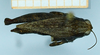 CollectionObject 1597079; 434aeeaf-9de0-4171-8c0f-09f81c00569e: female (no type), dorsal view. (CollectionObject).
