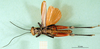CollectionObject 1501235; 7839474d-ab4f-422e-8ca9-0d3d2719153a, DORSA BA000043S01: male, ventral view (holotype). (CollectionObject).