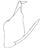 Pygofer, lateral view on Carapona deserta Freytag, 2012: Male holotype: pygofer, valve, subgenital plate and anal tube, lateral view. (Observation).