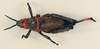 CollectionObject 1531109; 773d31e7-0992-4b2f-ae8a-bf0233f3990c: male, dorsal view (holotype). (CollectionObject).