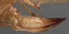 CollectionObject 1506494; 4972da6d-405d-4a95-b028-cce80fef04ad: female ovipositor. (CollectionObject).