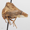 Habitus, lateral view: !! display not done !! on Telamona ampelopsidis tigrina Ball, 1931: (Observation).