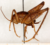 CollectionObject 1499231; f5075815-949f-4fbd-bc6a-29bcce847389: male, lateral view (holotype). (CollectionObject).