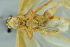 CollectionObject 1532196; 958e9f37-8b9c-4621-9db0-3b213005d99a, NMW No. 2955: male head and thorax, ventral view (holotype). (CollectionObject).