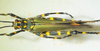 CollectionObject 1498720; f1685009-ae29-477b-afc0-9dd9f00b6dc2: male, dorsal view. (CollectionObject).