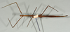 CollectionObject 1561193; e15a0b15-6a04-4cc4-8d19-90d38c185c17: copyright USNM, Washington. (CollectionObject).