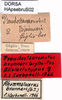 CollectionObject 1507147; 45a1f06c-91de-433a-b352-205de9797f67: labels (syntype). (CollectionObject).