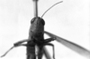 CollectionObject 1531133; 768bc49f-ab89-4865-ac61-e53e5df55363: Image Carbonell, C.S. female, frontal view (syntype of Gryllus lineatus). (CollectionObject).