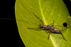 CollectionObject 2744362; d70ab0df-ae9f-481d-9193-d316f575ef77: Male. Dorsolateral view. Lago Lanalhue, Biobío, Chile. Photo: Francisco Rivas. (CollectionObject).