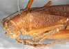 CollectionObject 1544459; d51a4213-70da-4b9a-89ef-ff2adee9484c: female, head and pronotum, fronto-lateral view (paratype). (CollectionObject).