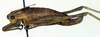 CollectionObject 1502532; 6f308df4-5b52-4a00-b54c-82bd29ced421: female, lateral view (allotype). (CollectionObject).