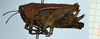 female, syntype (lateral view). Depicts CollectionObject 1506104; 44c6b8e5-291f-4e15-a731-a97e51b47c6c, a CollectionObject.