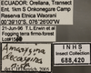 Other on Amazygina decaspina Dietrich & Dmitriev, 2006: Labels. (Observation).