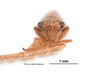 Head: !! display not done !! on Psammotettix cahuilla (Van Duzee, 1925): (Observation).