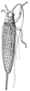 Aphonoides depressiusculus (Saussure, 1878): Pl. 19, Fig. 71(1). female. (Otu).