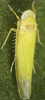 Habitus, dorsal view on Edwardsiana avellanae (Edwards, 1888): Abdomen, sternal apodemes, ventral view. (Observation).