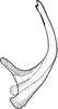 Aedeagus, lateral view on Brazosa encrustada Pinedo-Escatel & Dietrich, 2020: (Observation).