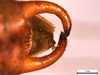 CollectionObject 1537730; 636a0a51-ce55-445f-a7d7-5509e8e3a825: male cerci (holotype). (CollectionObject).