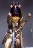 CollectionObject 1531379; NMW No. 6628, d94fc456-0e46-4d29-b528-3cb338ef0c39: male frons (lectotype). (CollectionObject).