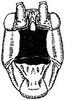Cocconotus (Cocconotus) middlekauffi (Rehn, 1946): male head, frontal view. (Otu).