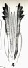 Ovipositor on Bahuflata punctata Dlabola, 1979: (Observation).