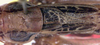Modestana ebneri excurvata (Willemse, 1975): male pronotum and tegmina (paratype). (Otu).