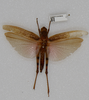 CollectionObject 1595751; bef6f937-396a-4e17-a9f1-b1ae90ee3671, NHMUK010362914: female, dorsal view (possibly holotype of Cyrtacanthacris wingatei or Acridium vinosum). (CollectionObject).